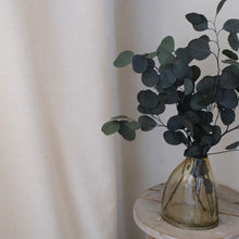 Load image into Gallery viewer, Green Preserved Silver Dollar Eucalyptus