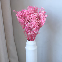 Load image into Gallery viewer, Pink Preserved Baby's Breath (Gypsophila)