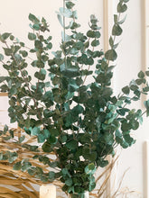 Load image into Gallery viewer, Preserved Eucalyptus (bunch)