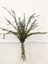Load image into Gallery viewer, Preserved Eucalyptus (bunch)