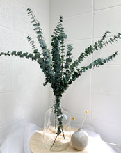 Load image into Gallery viewer, Preserved Eucalyptus (bunch)