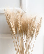 Load image into Gallery viewer, Dried Wheat (bunch)