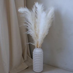 Pampas Grass (Bleached)