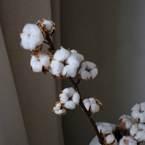 Cotton Stem (7-head)