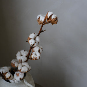 Cotton Stem (7-head)