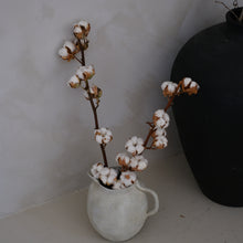 将图片加载到图库查看器，Cotton Stem (7-head)
