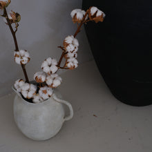 将图片加载到图库查看器，Cotton Stem (7-head)
