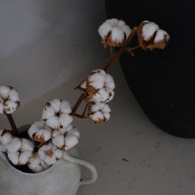 将图片加载到图库查看器，Cotton Stem (7-head)
