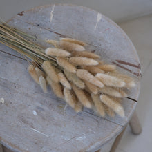 将图片加载到图库查看器，Dried Bunnytails (45 pcs/bunch) | Preserved Lagurus
