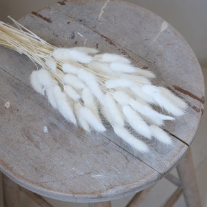 Dried Bunnytails (45 pcs/bunch) | Preserved Lagurus