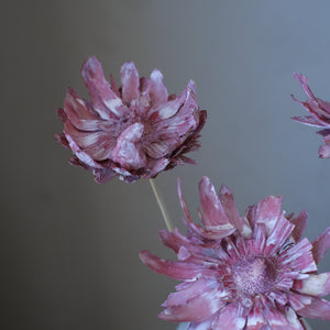 Sulphurea Flower (Pack of 5)